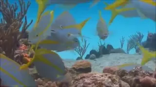 Aquarium relax music , музыка для релаксации [Sleep music]