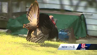 Massachusetts town warns about aggressive turkeys amid breeding season