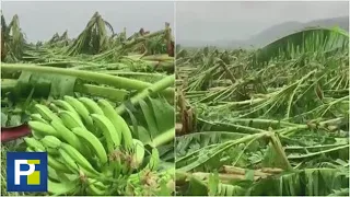 "Perdimos todo": impresionantes imágenes de campos de plátano destruidos por Fiona en Puerto Rico