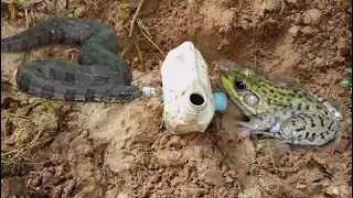 Smart Boy Using 2 Deep Holes frog Trap PVC Plastic Pipes Catch A lot of Fish.