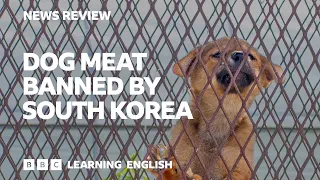 Dog meat banned by South Korea: BBC News Review