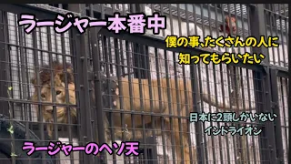 2023.4.12ラージャー仕事頑張ってます👍#野毛山動物園#インドライオン #ラージャー