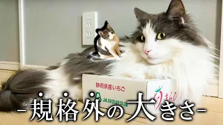 ノルウェージャンフォレストキャット飼うとだいたいこんな感じ！【ノルウェージャンフォレストキャット】