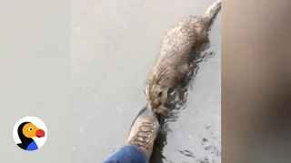 Otter Chases Man Trying to Take Photo | The Dodo