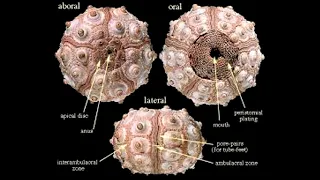 Anterior and Posterior View of Sea Urchins