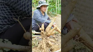 Harvesting Cassava Roots Goes market sell - Cook for pigs - Cooking - Puppy #lythica #lýthịca