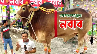 প্রান্তিক খামারির দেশ সেরা গোপালগঞ্জের শাহীওয়াল গরু নবাব! কোরবানির গরু ২০২৪