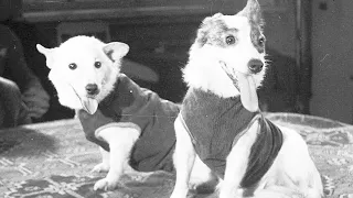 Белка и Стрелка - собаки космонавты. Интересное про животных