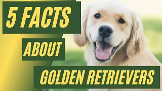 Golden Retriever Facts // Dog Breeds 101