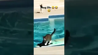 thug life cats 😂😂😂😅😎#viral#shortvideos#funny##animals# #trending# #shorts#