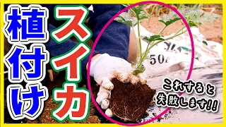 【第２回】スイカがすくすく育つ苗の植え方・簡単に甘くするスイカの育て方