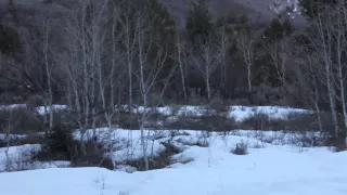 Bigfoot Sighting American Fork Canyon near Tibble Fork Reservoir Send In