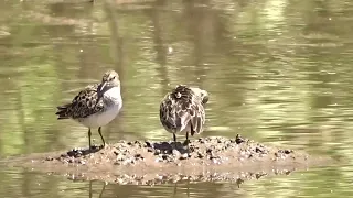 Two least sandpipers preening