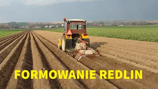 Obredlanie, Formowanie Redlin Ziemniaków Ursus C-330 Ma Co Robić