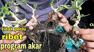 Cara Mudah dan Efektif Program Akar Bonsai Tahap Awal