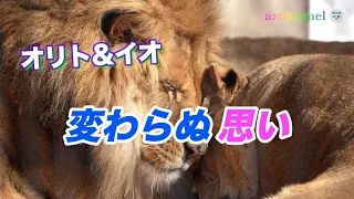 【旭山動物園ライオン】オリト＆イオ　変わらぬ思い〜Nothing's gonna change my love for you