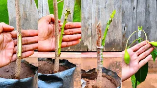 Mango Grafting Veneer grafting technique | how to graft mango tree #grafting