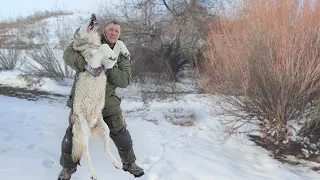 10 лет они резали скот безнаказанно!добыл ОГРОМНОГО волка!, wolf survival,wolf hunt