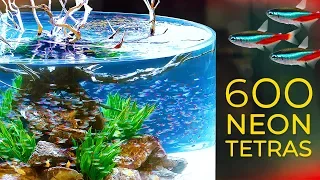 600 Neon Tetras— CRAZY Schooling Behavior!!!