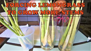 GROWING LEMONGRASS FROM CUTTINGS | BOUGHT FROM GROCERY