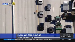 Cow Runs Loose On 210 Freeway In Lake View Terrace