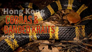 Cobras & Banded Kraits
