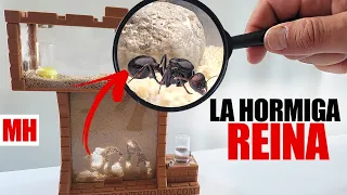 La HORMIGA REINA entra al hormiguero de ARENA  😲   - El Mundo de las Hormigas - Messor Ants