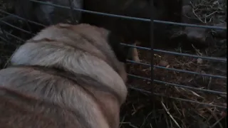Pug meet Pig