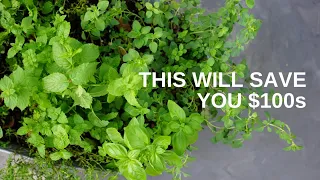 Build Your Own Herb Garden for Under $50