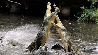 Crocodiles Eating Ostrich Meat