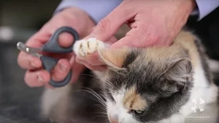 How to Safely Trim a Cat's Nails | Vet Tutorial