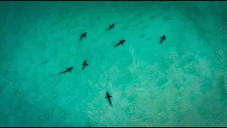 10 SHARKS IN THE LINE UP AT KOGEL BAY, 2 SURFERS PADDLED OUT! *CRAZY DRONE FOOTAGE*