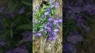 Beautiful Blue Lobelia Flower Planted In Dead Tree!