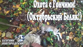 Охота с Гончими!(Октябрьский Беляк!)