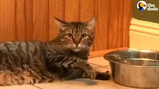 LAZY Cat Drinks Water in the CHILLEST Way Possible | The Dodo