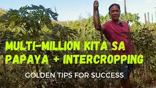 Multi-MILLION KITA sa PAPAYA with HIGH VALUE crop Intercropping, possible ba?