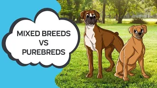 The Differences Between Purebred and Mixed Breed Dogs