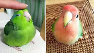 Baby Animals 🔴 Funny Parrots and Cute Birds Compilation (2022) Loros Adorables Recopilación #33