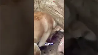 собака спасла 60 человек после землетресения в турции