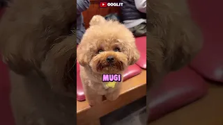 This Talking Toy Poodle Will Melt Your Heart! ❤️