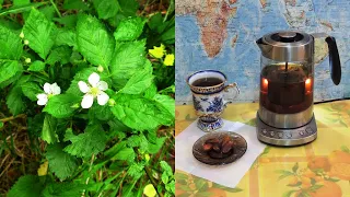 Чай ☕ из листьев 🍀 ежевики. Ферментация в стеклянной банке. (Russian tea).