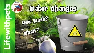 When And Why Do Water Changes on a Fish Tank