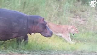 An Incredible Sighting of Lions Fighting Off a Crocodile (and Hippos Joining In)