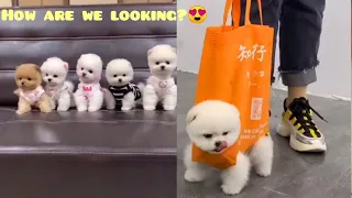 Tik Tok Chó Phốc Sóc Mini 😍 Funny and Cute Pomeranian #76 | Cute Puppies