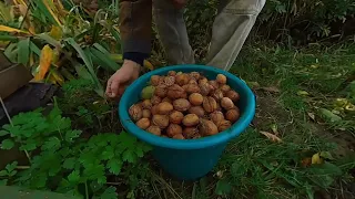 Walnut Harvest! ASMR video how it's done!