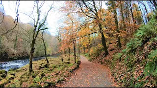 Autumn Forest Walk | Bolton Abbey Yorkshire Dales National park | 4K #yorkshiredales