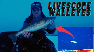 Livescope Walleyes (LOTS of fish seen)