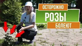 Важно! Чем болеют розы 🌹 Мучнистая роса и чёрная пятнистость ✔️ Как избавиться от болезни Ржавчина