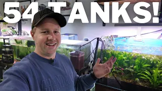 What I Feed my 54 Aquariums