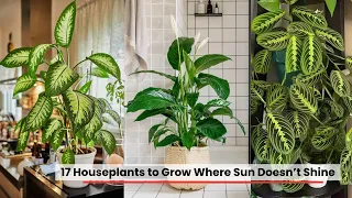 17 Houseplants to Grow Where Sun Doesn’t Shine #explore